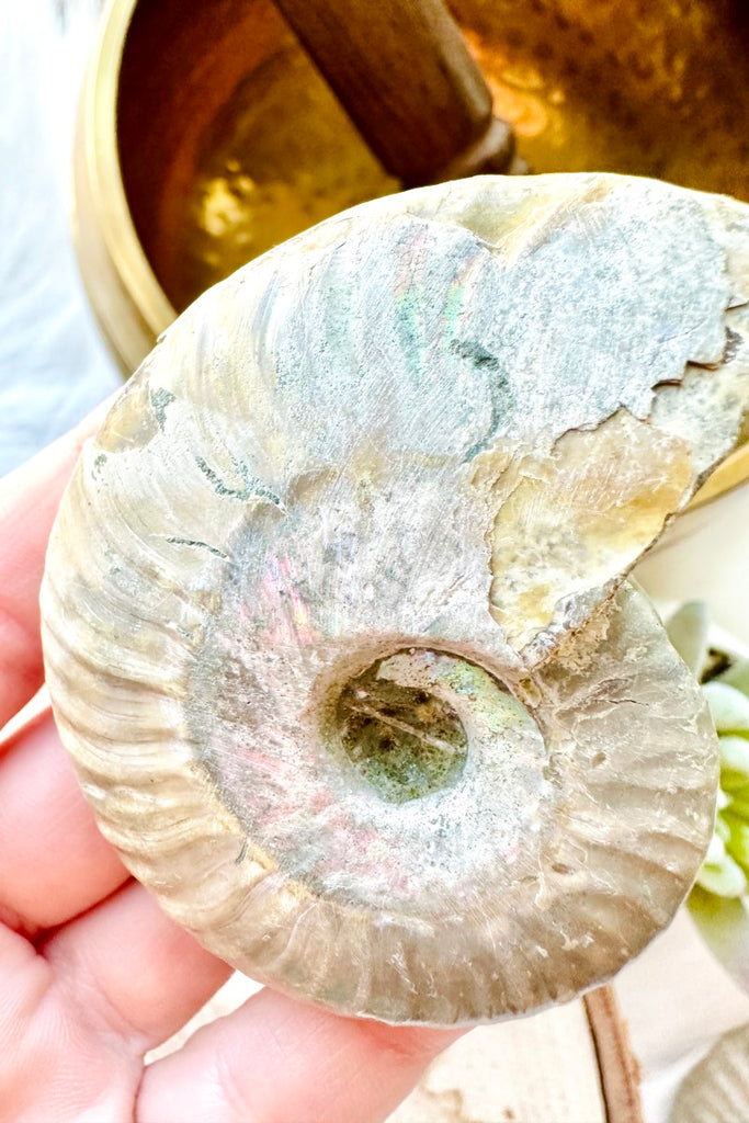 Opalized Ammonite Fossil 002
