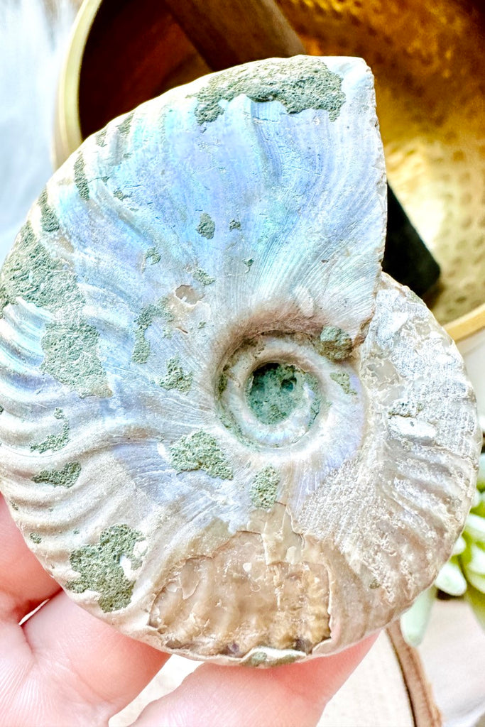 Opalized Ammonite Fossil 003