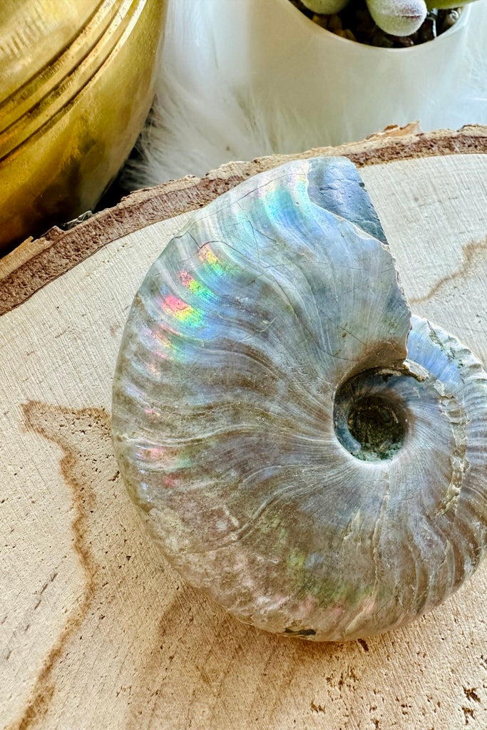 Opalized Ammonite Fossil 004
