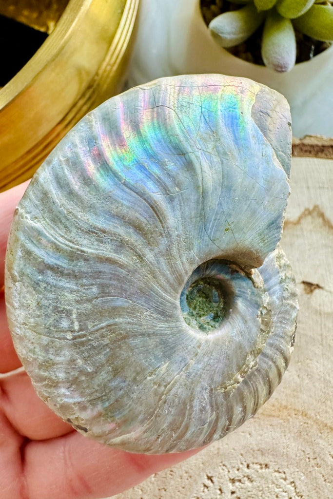 Opalized Ammonite Fossil 004