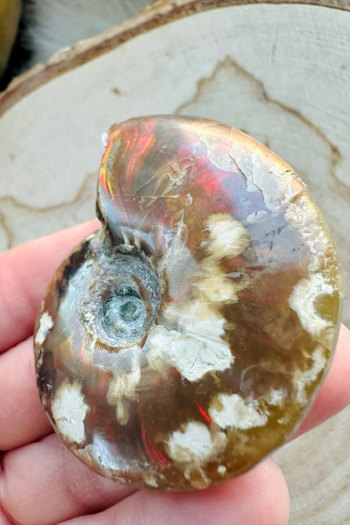 Ammonite Fossil 002