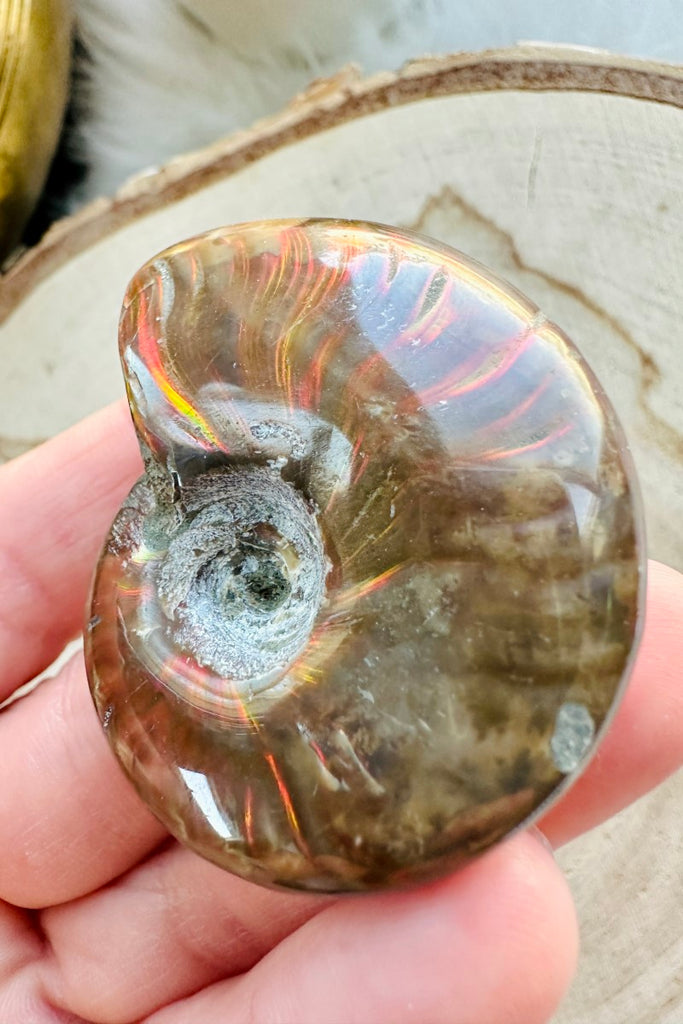 Ammonite Fossil 003